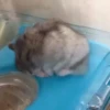 cute animals 20