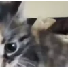 kittygo 7