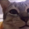 cats2 @chetamchannel 12