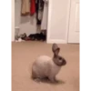 Bunny 16