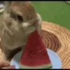 Bunny 17