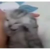 kittygo 8