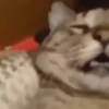 cats2 @chetamchannel 15