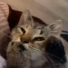 Cats 14