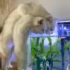 — Mood Cats 13