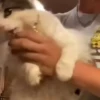— Mood Cats 14