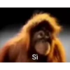 el mono 19