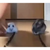 cute animals 24
