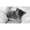 CatSticker 20