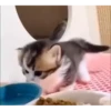 kitten club 21