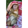 el mono 20