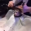 @Insatisfect Animals 18