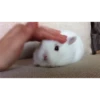 Bunny 19