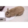 Bunny 20
