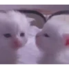 Adorable cats 2.0 ♡ / @chumsally 20