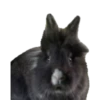 Bunny 21