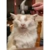 Cats 18