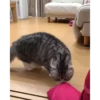 cats (gifs) 8