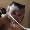 @Insatisfect Animals 19