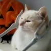 — Mood Cats 15