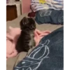 Cats 19