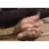 Adorable cats 2.0 ♡ / @chumsally 21