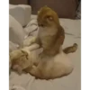 @Bhumika_2704 (Video Pack 3) 16