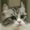 cats (gifs) 9