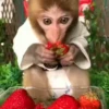 @Insatisfect Animals 20