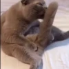 cats2 @chetamchannel 19