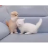 kitten club 25