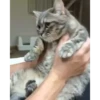 cats (gifs) 11