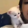 cats2 @chetamchannel 20
