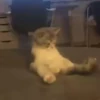 CatSticker 23