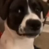 @Insatisfect Animals 22