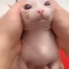 @Insatisfect Animals 23