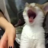 CatSticker 24