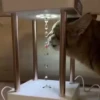 — Mood Cats 18