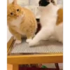 CatSticker 25