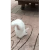 Bunny 22