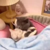 — Mood Cats 19