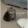 cute animals 26
