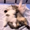 cats2 @chetamchannel 23