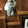 — Mood Cats 20