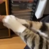 — Mood Cats 21