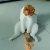 @Insatisfect Animals 25