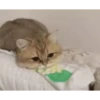 Cats 22