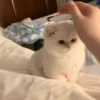 — Mood Cats 22