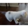 kittygo 9