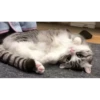 cats (gifs) 12